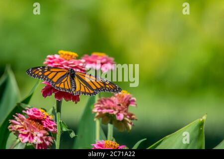 Gros plan macro d'un beau papillon monarque orange et noir brillant se nourrissant sur un patch de fleur rose brillant de zinnia fleurit dans un jardin. Banque D'Images