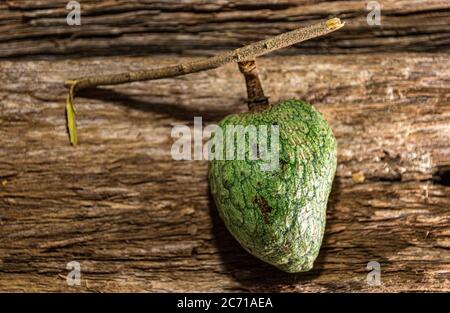 Fruits Atemoia. Atemoia (nom scientifique Annona cherimola Mill x Annona squamosa L.) est un fruit hybride, étant le résultat du pari de croisement artificiel Banque D'Images