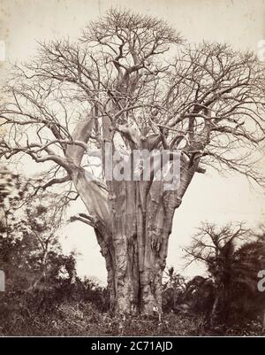 Baobab &#xe0; MOH&#xe9;li, 1863. Banque D'Images