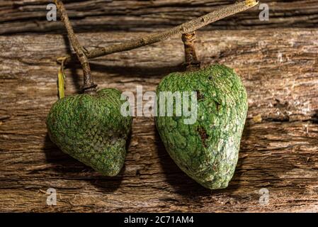 Fruits Atemoia. Atemoia (nom scientifique Annona cherimola Mill x Annona squamosa L.) est un fruit hybride, étant le résultat du pari de croisement artificiel Banque D'Images