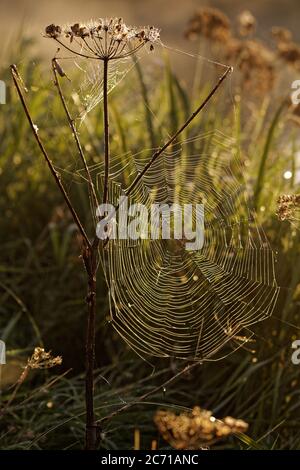 Toile d'araignée recouverte de rosée baignée de lumière chaude du matin brun orange dans une prairie verte avec des mauvaises herbes et de l'herbe. Pays-Bas Banque D'Images