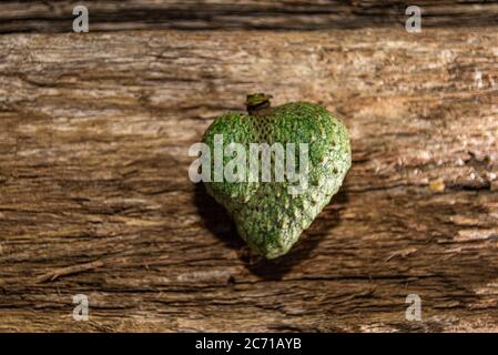 Fruits Atemoia. Atemoia (nom scientifique Annona cherimola Mill x Annona squamosa L.) est un fruit hybride, étant le résultat du pari de croisement artificiel Banque D'Images