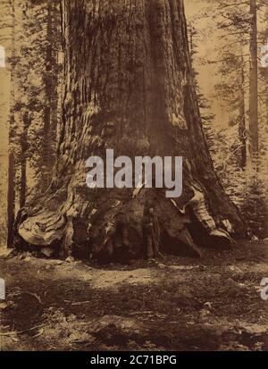 Section du Grizzly Giant avec Galen Clark, Mariposa Grove, Yosemite, 1865-66. Banque D'Images