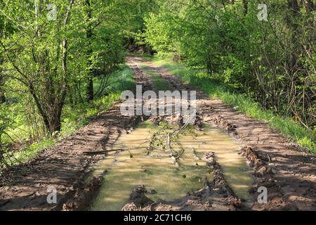 route de terre de forêt avec flaque de pluie, paysage de printemps Banque D'Images