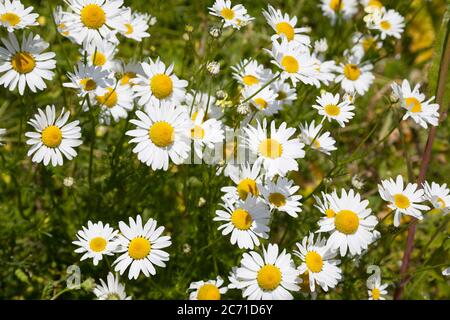 Mayweed sans centre - Tripleurospermum inodorum - fleurs Banque D'Images