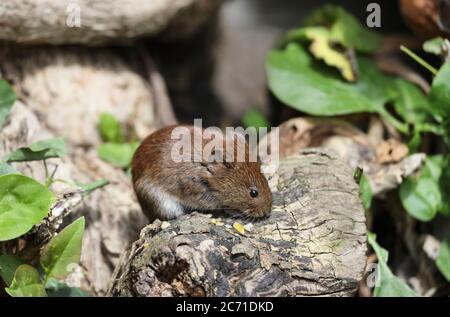 Bank Vole (Clethrionomys glareolus) Royaume-Uni Banque D'Images