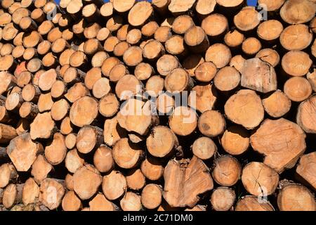 Une grosse pile de bois de bois de conifères, a vu du bois tendre, près de la route touristique passant la forêt stockée les uns sur les autres. Peut être utilisé comme arrière-plan Banque D'Images