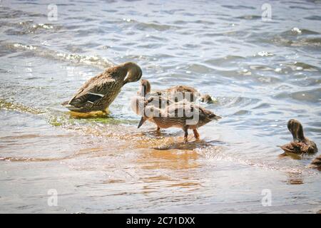Mère Mallard (Aras platyrhynchos) nage avec ses canetons dans le lac. Canards sauvages dans leur environnement naturel. L'objet de la chasse sportive. Banque D'Images