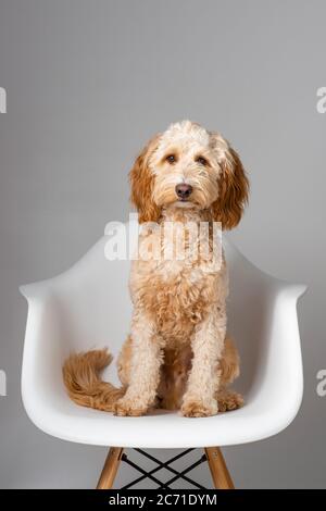 Le chien Cockapoo était assis sur une chaise blanche de style Eames avec un fond gris Uni Banque D'Images