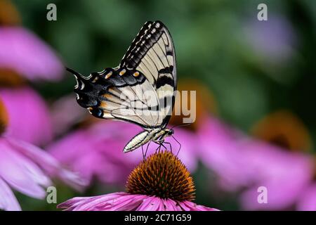 Nasloway de tigre de l'est sur la fleur d'échinacée. Le papillon est un papillon à queue d'allowtail originaire de l'est de l'Amérique du Nord. Banque D'Images