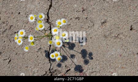 faire une marguerite dans la vue de dessus de l'asphalte. Le concept de la puissance de la nature et de l'écologie.copyspace pour le texte. Banque D'Images