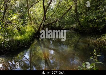 Belle rivière trouble flottant dans un cadre verdoyant. Réflexions des arbres. Toutes les photos vertes. Banque D'Images