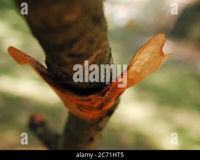 Le champignon de la gelée ambre est une forme de champignons que l'on trouve dans les milieux naturels du monde entier. Celui-ci se trouve dans une zone forestière du centre-nord de la Floride. Banque D'Images