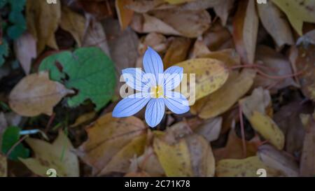 Fleur d'automne parmi les feuilles d'érable et de chêne jaunissent en automne Banque D'Images