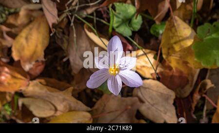 Fleur d'automne parmi les feuilles d'érable et de chêne jaunissent en automne Banque D'Images