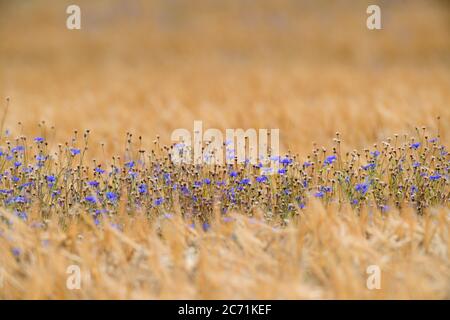 02 juillet 2020, Brandebourg, Schönefeld: Une étroite bande de cornflowers bleus pousse dans un champ de maïs. Photo: Soeren Stache/dpa-Zentralbild/ZB Banque D'Images