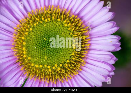 Aster plage (Erigeron glaucus) Banque D'Images