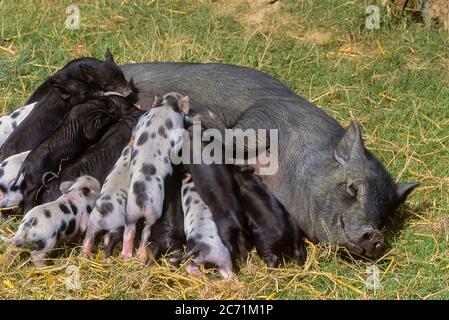 Une femelle vietnamienne de porc à ventre de pot (sus scofa domesticus) couché pendant que les porcelets succetent. Angleterre, Royaume-Uni Banque D'Images