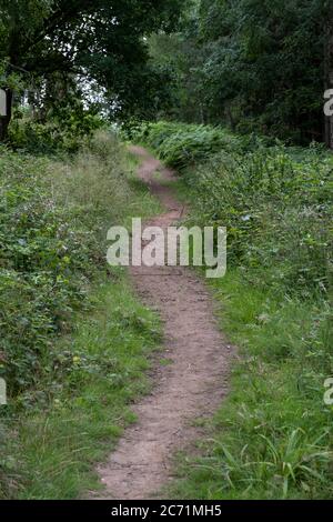 Un sentier public bien trodden qui traverse une forêt gérée, Warwickshire, Royaume-Uni. Banque D'Images