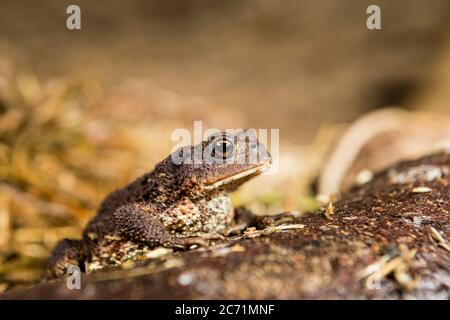 Un crapaud commun photographié au milieu du pays de Galles. Banque D'Images