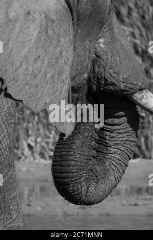 L'éléphant Banque D'Images