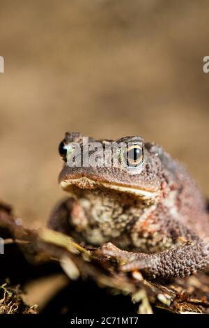 Un crapaud commun photographié au milieu du pays de Galles. Banque D'Images