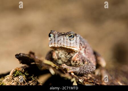 Un crapaud commun photographié au milieu du pays de Galles. Banque D'Images