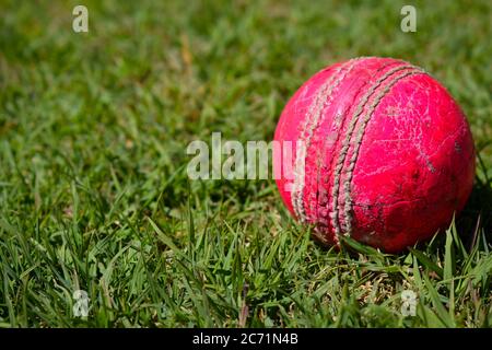 Balle de cricket rose isolée. Gros plan du ballon sur l'herbe.