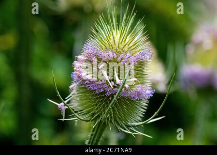 La tête de fleur d'une cuillère à café commune (Dipsacus fullonum) Banque D'Images