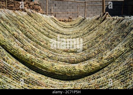 Les feuilles de tabac sèchent dans le hangar, en Turquie Banque D'Images