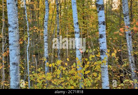 Les bouleaux et la couleur de l'automne dans une forêt du nord du Minnesota Banque D'Images