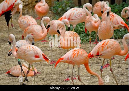 Flamants roses Banque D'Images