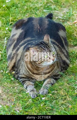 Un chat gras debout dans le jardin, animal drôle Banque D'Images