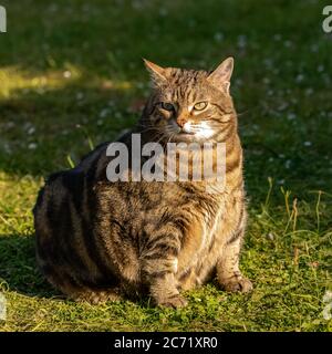 Un chat gras debout dans le jardin, animal drôle Banque D'Images