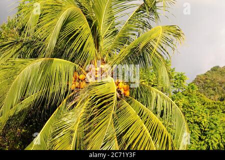 Vue sur Pico Turquino, couvert de jungle, à Cuba Banque D'Images