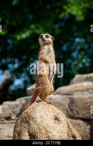 Méerkats debout sur le rocher comme sentinelle pour protéger la famille dans le parc naturel Banque D'Images