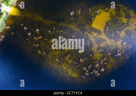 Vue du dessus de drone du fond sous l'eau claire dans le lac forestier. Belle nature lettone. Arbres secs. Banque D'Images