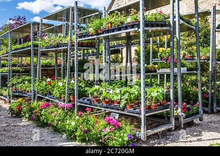 Plantes à vendre à une petite pépinière. Banque D'Images