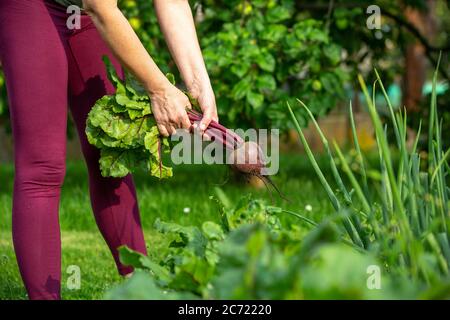 Une femme agriculteur récolte de betteraves fraîches de son immense jardin biologique, concept de jardinage Banque D'Images