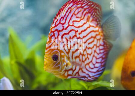 Vue rapprochée de magnifique damier carte rouge poisson d'aquarium de diskus. Concept de passe-temps. Banque D'Images