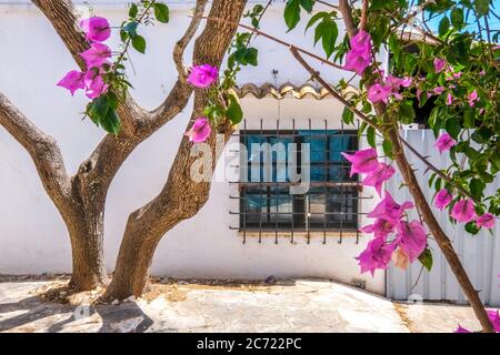 , Olive Tree et bougavilla fleuries dans une cour dans la station touristique Cala d'Or sur la côte sud-est de Majorque. Fenêtre barrée, Santanyí, eu Banque D'Images