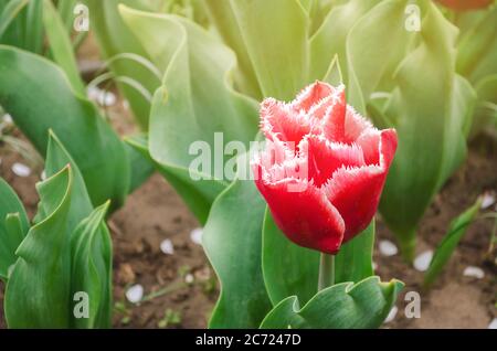 Belles fleurs rouges tulipes frangées Canasta dans un jardin ensoleillé. Fleur de printemps. Mise au point sélective douce Banque D'Images