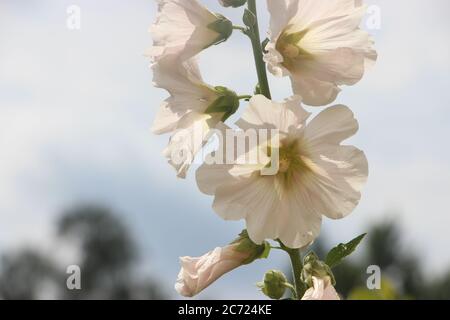 La malow blanche fleurit les fleurs de alcea rosea Banque D'Images