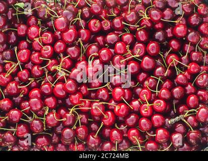 Boîte de cerises rouges fraîchement cueillies dans le jardin. Fruits frais biologiques. Récolte estivale. Mise au point sélective. Banque D'Images