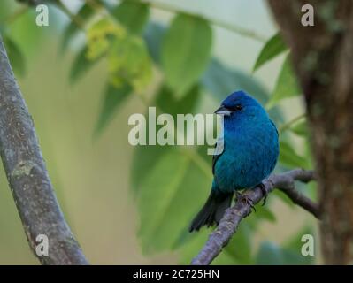 Indigo Bunting (Passerina cyanoa) perchée sur le fond de la branche de feuilles vertes Banque D'Images