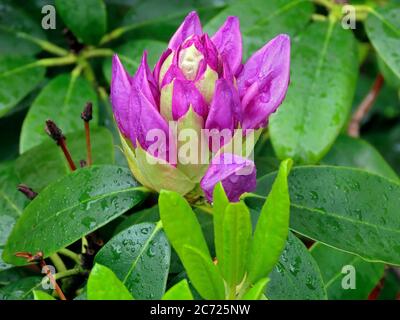 Catawba Rosebay - Rhododendron Catawbiense Banque D'Images