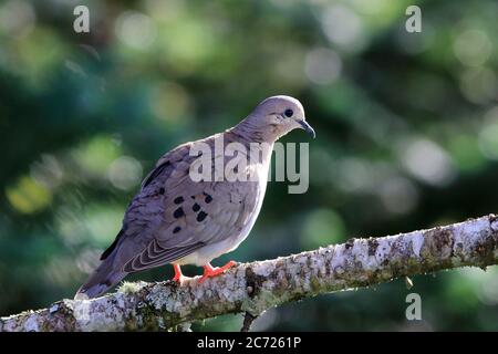 Photo d'un gousse ailé (Zenaida auriculata) pris dans le lac noir de la ville de Gramado; Rio Grande do Sul; Brésil. Banque D'Images