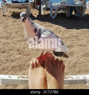 Gros plan photo de pigeon blanc moucheté assis sur les pieds humains sur une plage de sable. Banque D'Images