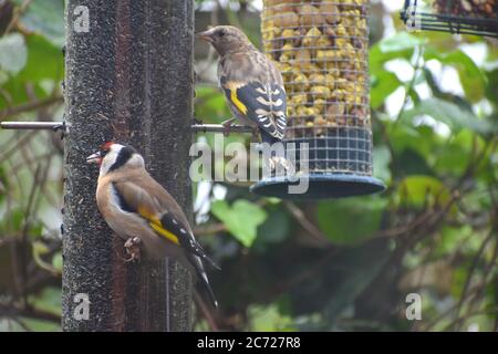 Oiseaux d'or adultes et juvéniles oiseaux de passage originaires d'Europe avec partie supérieure de la tête rouge, noir et blanc, beige, parties inférieure pâles ailes ébène et jaune Banque D'Images