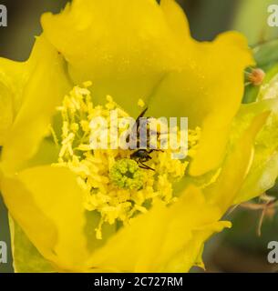 Gros plan extrême d'une abeille recouverte de pollen à l'intérieur d'une fleur jaune de cactus de poire de Prickly Banque D'Images